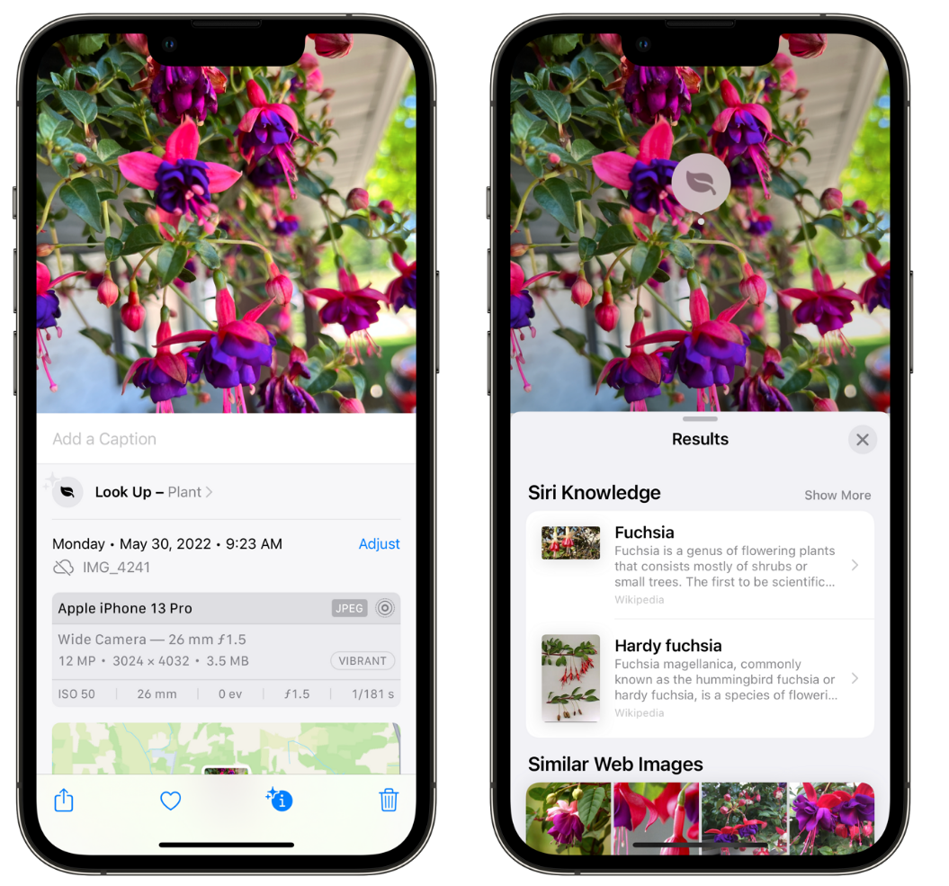 平房苹果手机维修分享小技巧：使用 iPhone 相机识别花卉植物 